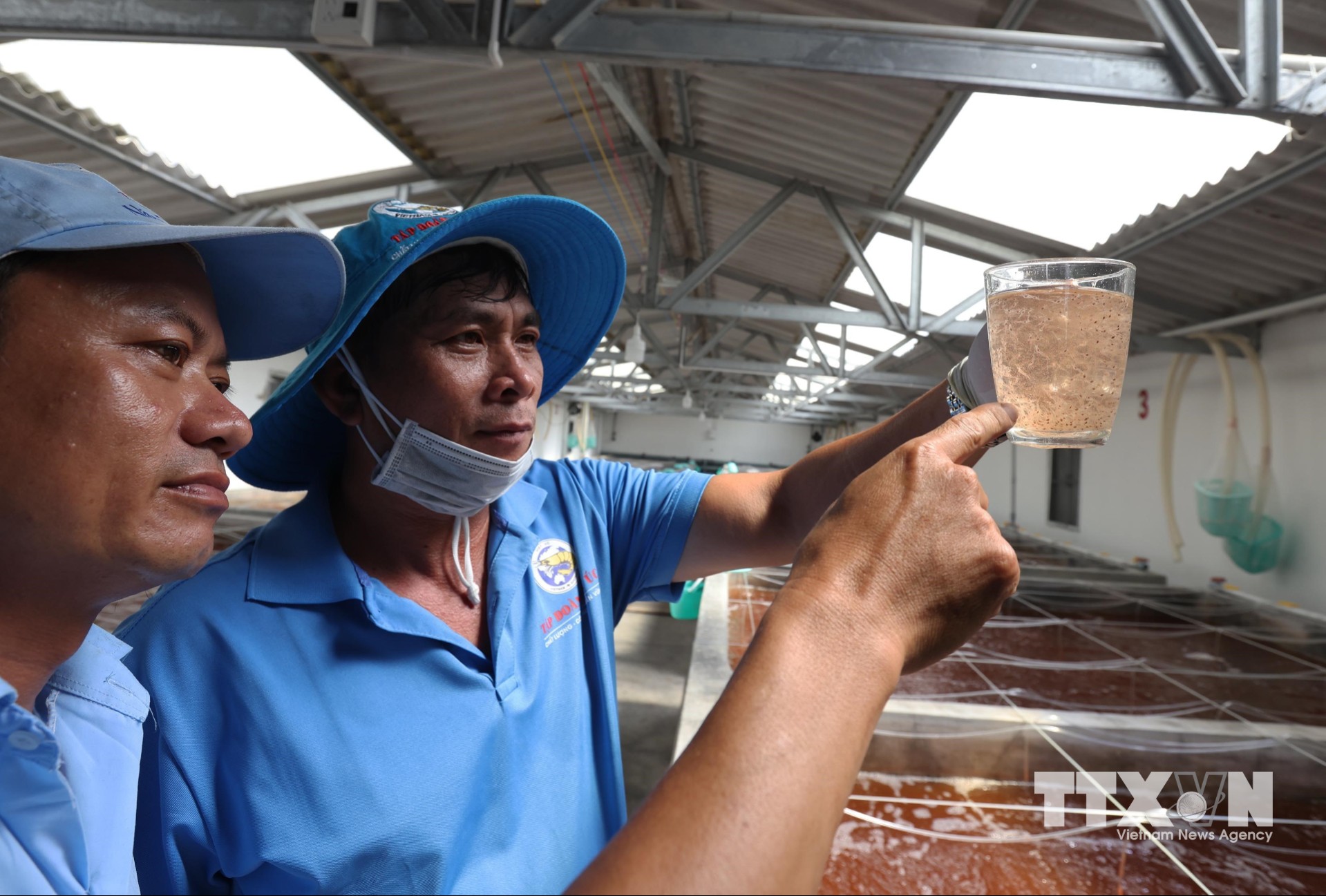 Kiểm tra chất lượng tôm giống trước khi xuất bán phục vụ nuôi trồng ở Khu phức hợp sản xuất tôm giống Công nghệ cao Việt Úc, phường Nhà Mát. (Ảnh: Vũ Sinh/TTXVN)